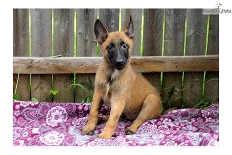 belgian malinois puppies for sale in pa